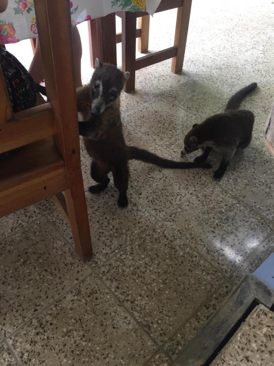 Homestay Casa Susen Montezuma