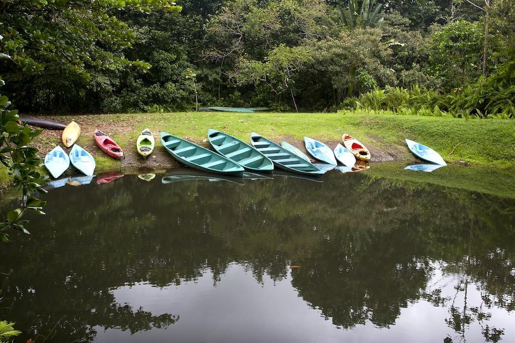 Lodge Turtle
