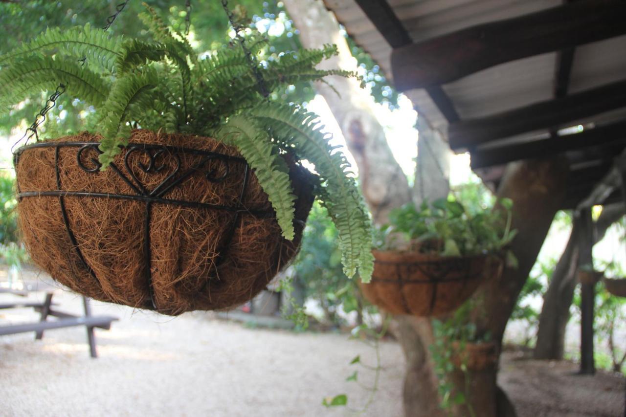 Tsunami Hostel Tamarindo