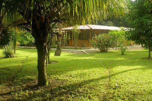 Turtle Tortuguero