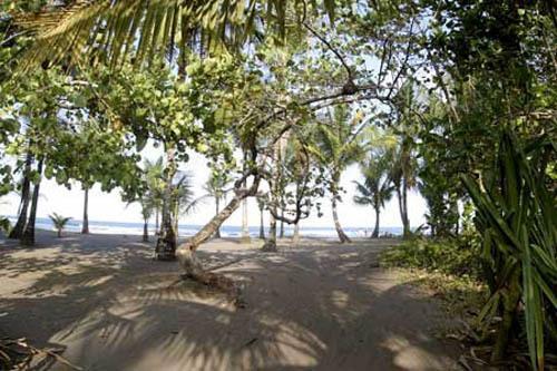 Lodge Turtle Tortuguero
