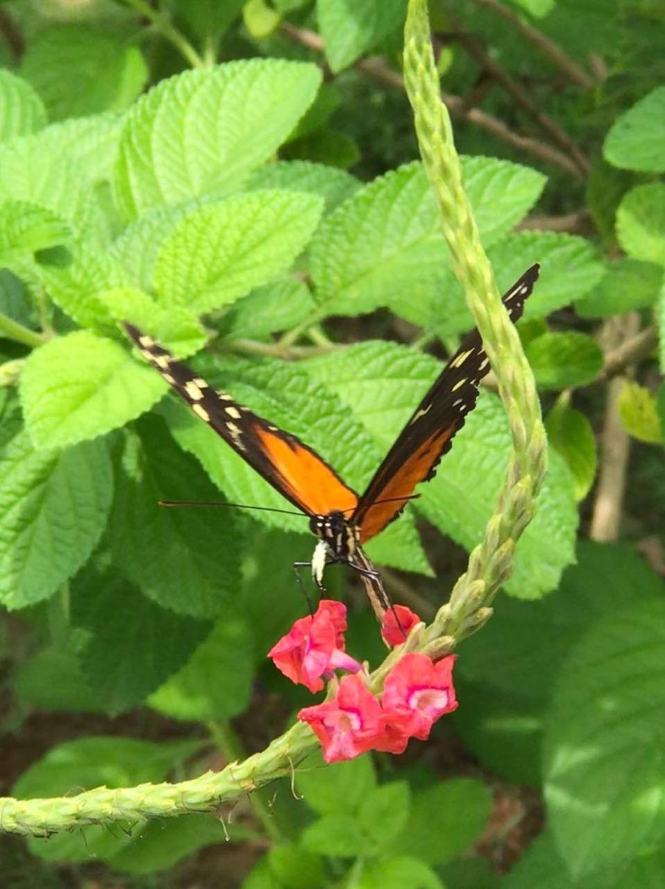 Resort La Foresta Nature