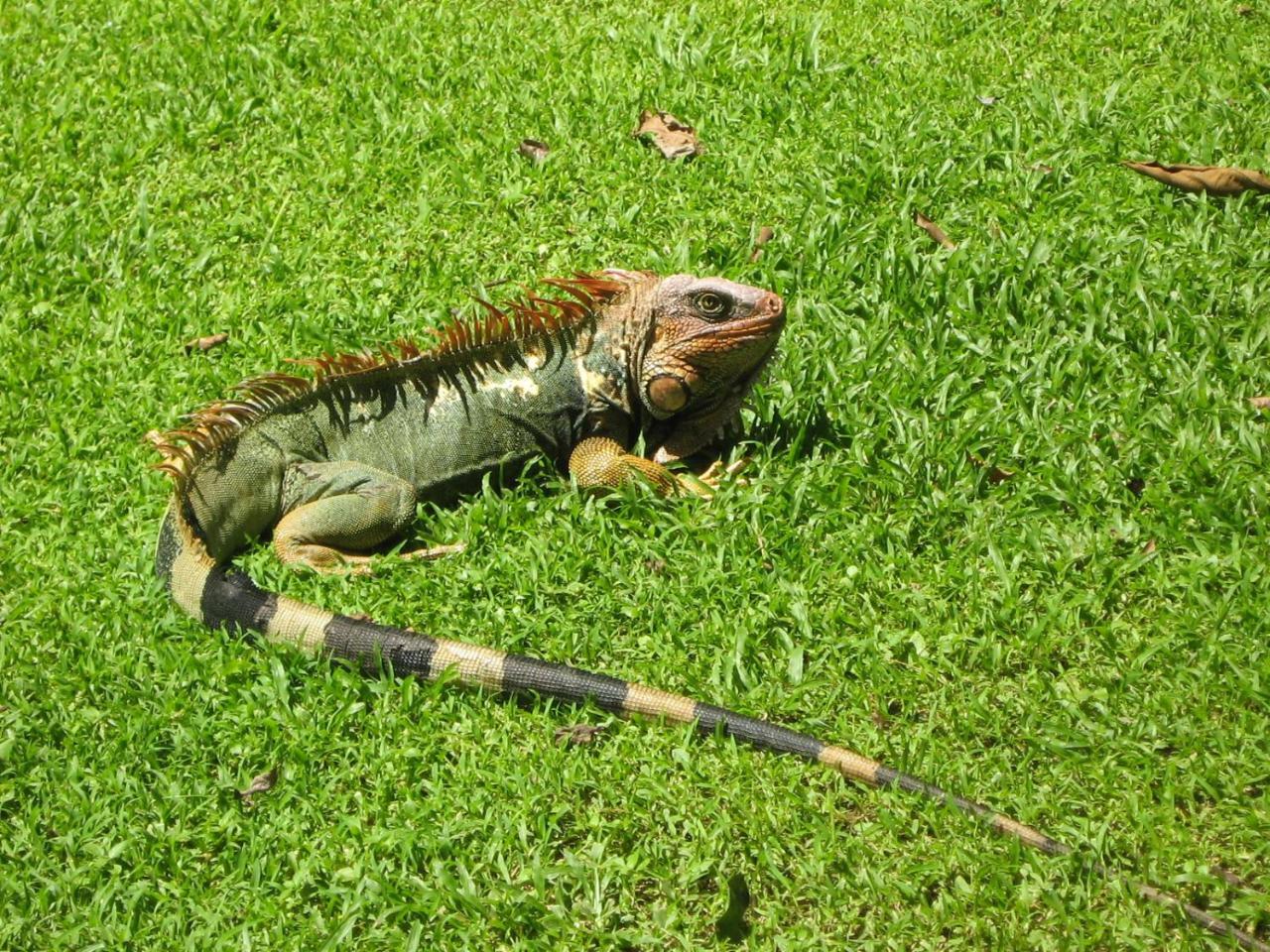 La Foresta Nature Resort Quepos