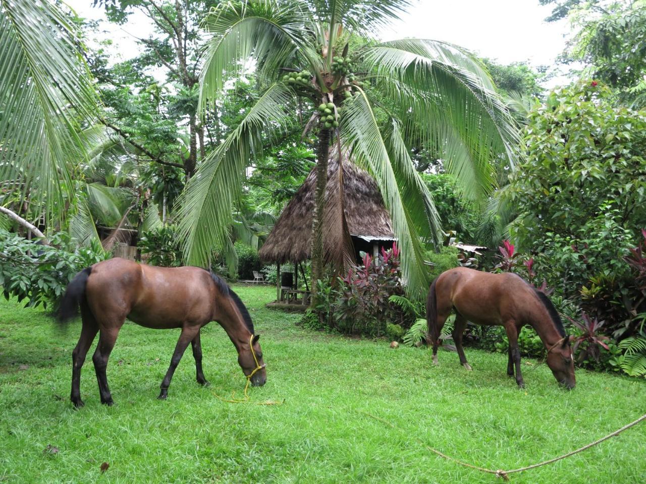 Ocean Forest Ecolodge Retreat Drake Bay