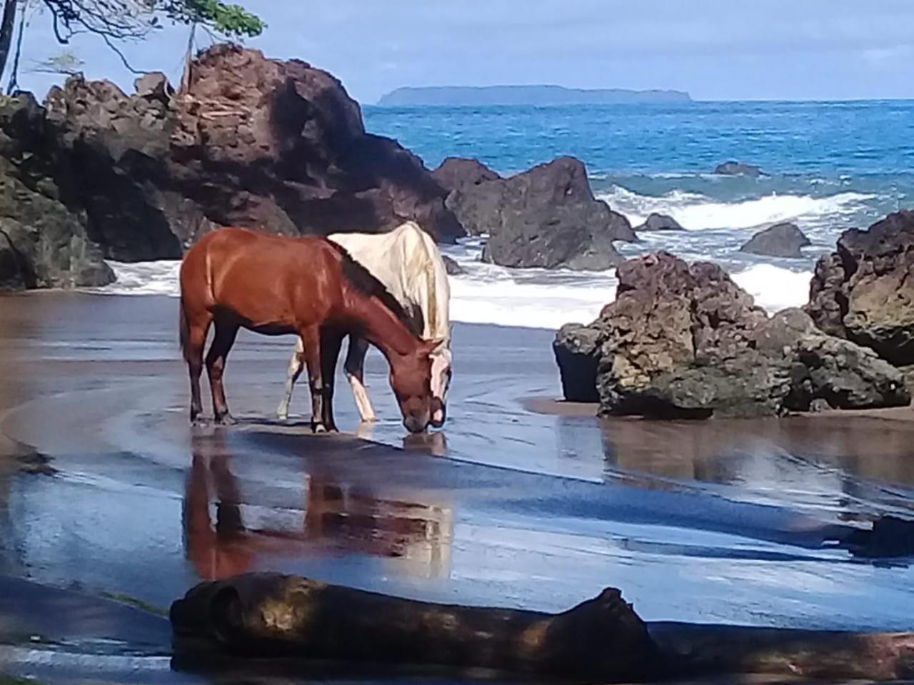 Eco Bosque Los Paniquines * Drake Bay