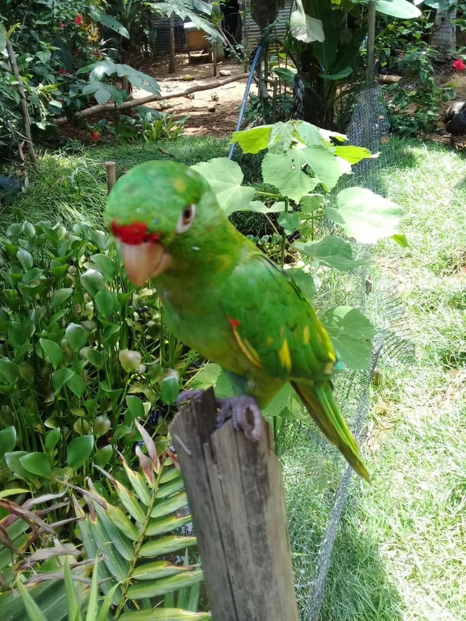 Eco Bosque Los Paniquines * Drake Bay