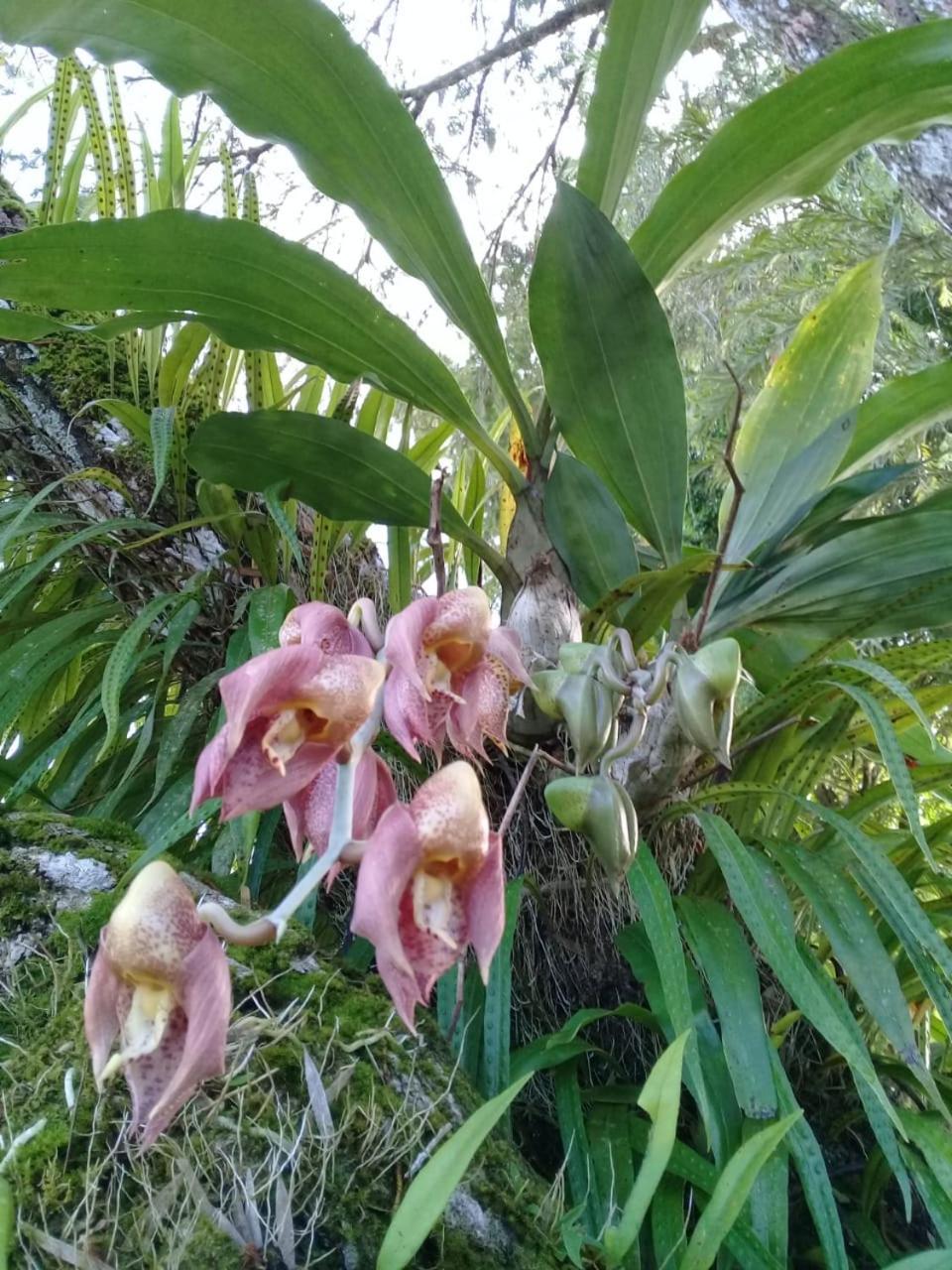 Bed & Breakfast Eco Bosque Los Paniquines