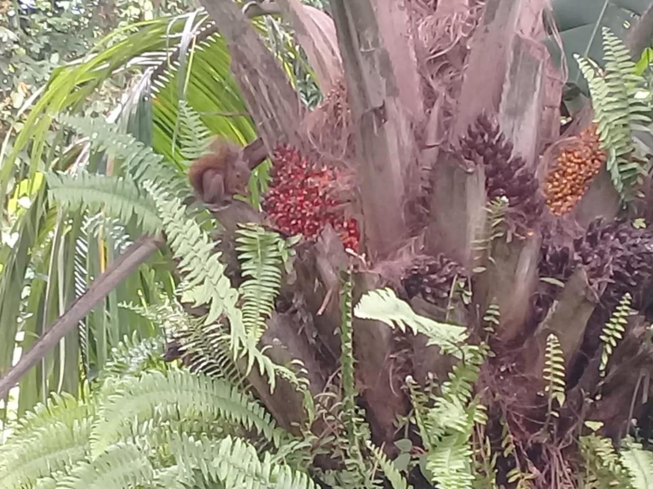 Eco Bosque Los Paniquines *