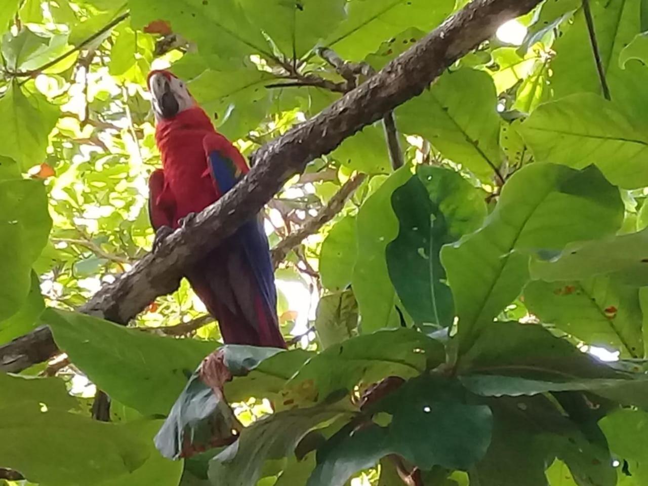 Eco Bosque Los Paniquines * Drake Bay