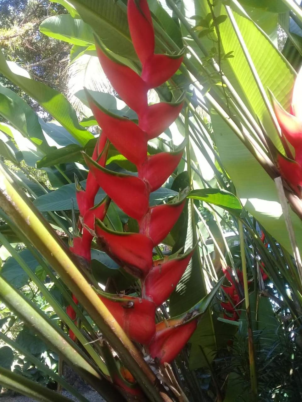 Eco Bosque Los Paniquines Bed & Breakfast *