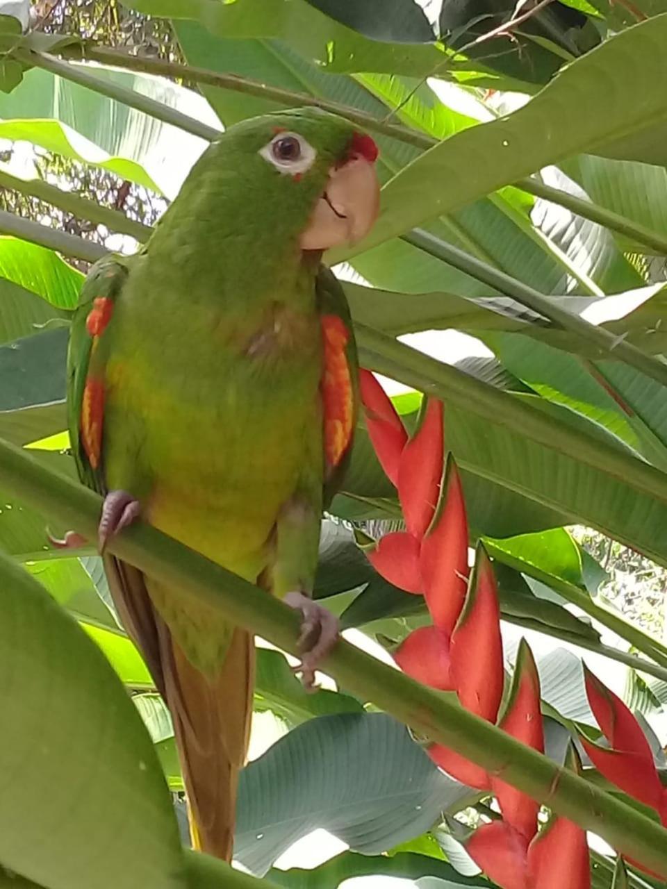 Eco Bosque Los Paniquines Bed & Breakfast