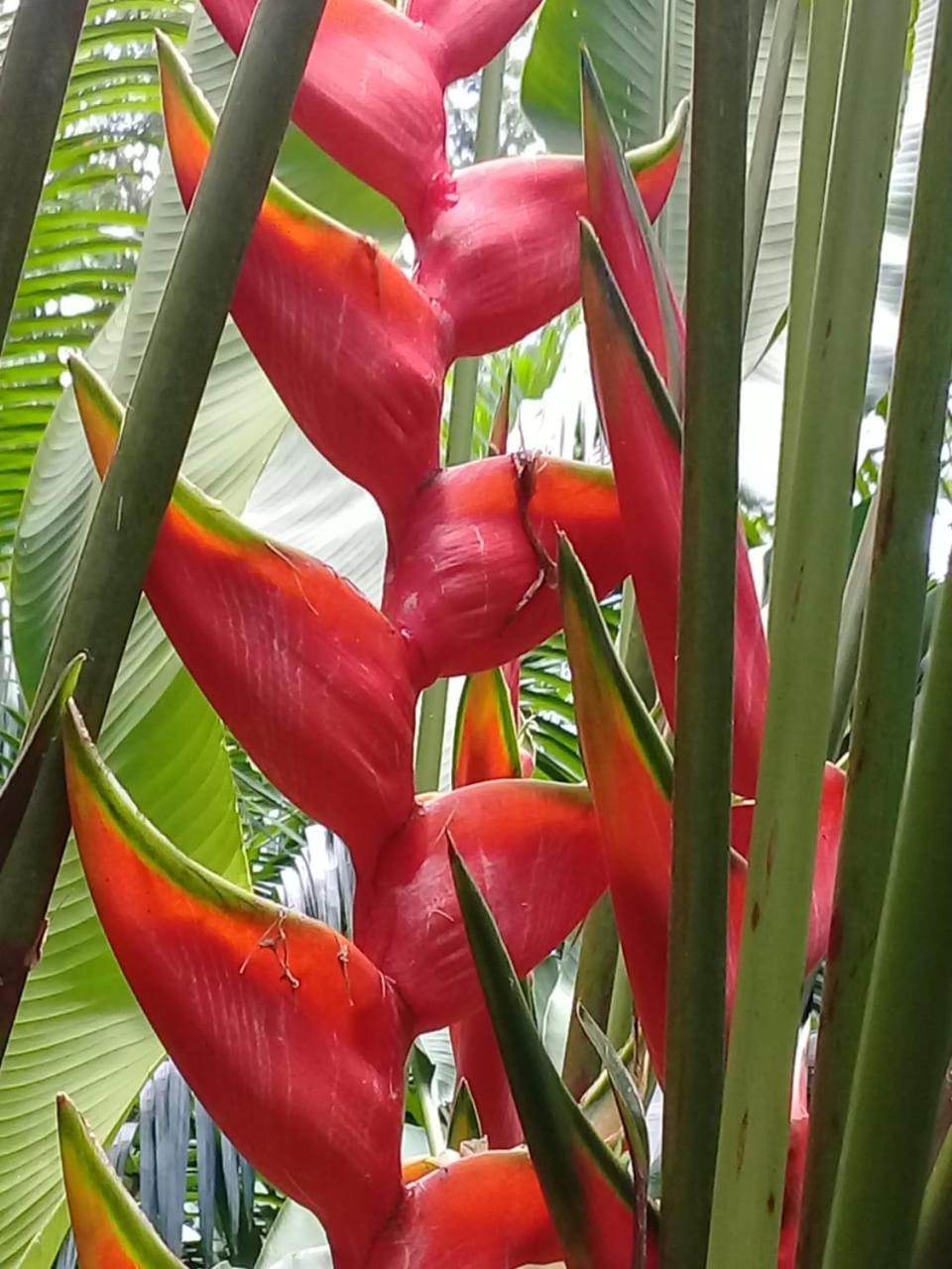Bed & Breakfast Eco Bosque Los Paniquines Drake Bay