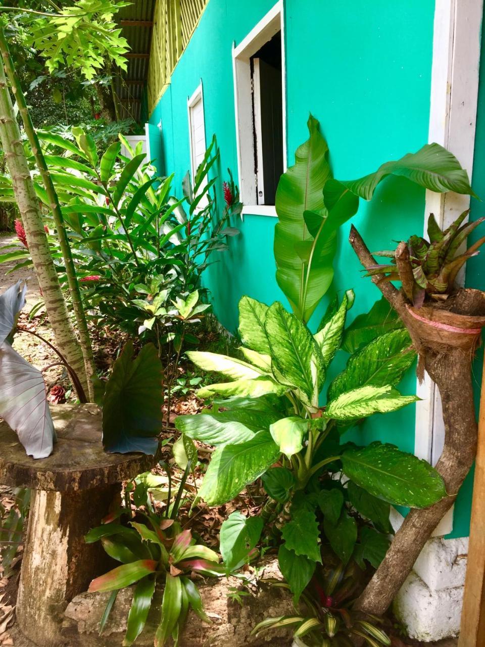 Oasis *
