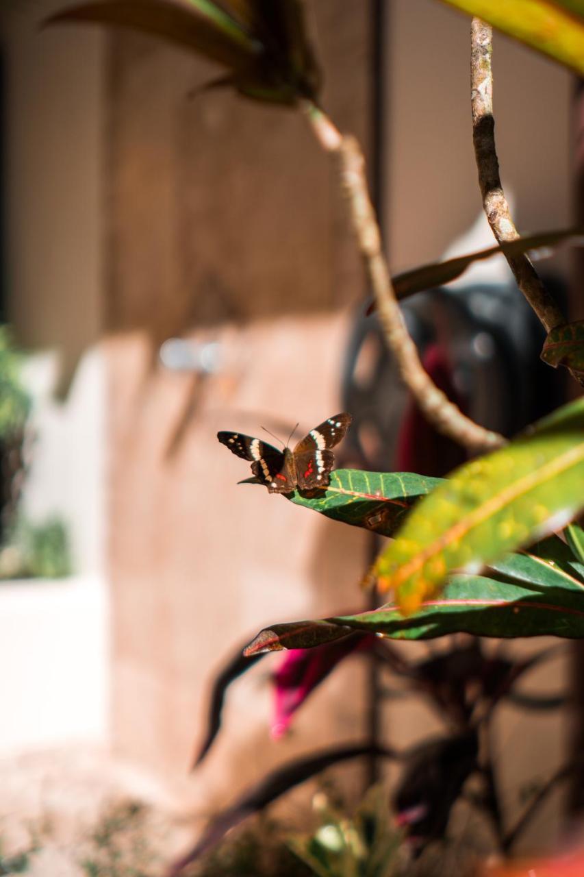 Villa Classy Palms Playa Santa Teresa (Puntarenas)