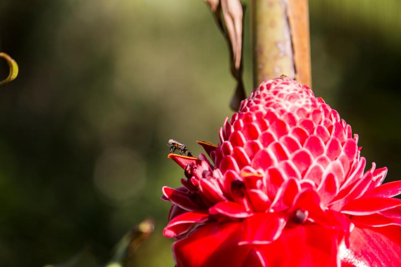 Manoas Luxury Camping And Rentals Bed & Breakfast Uvita