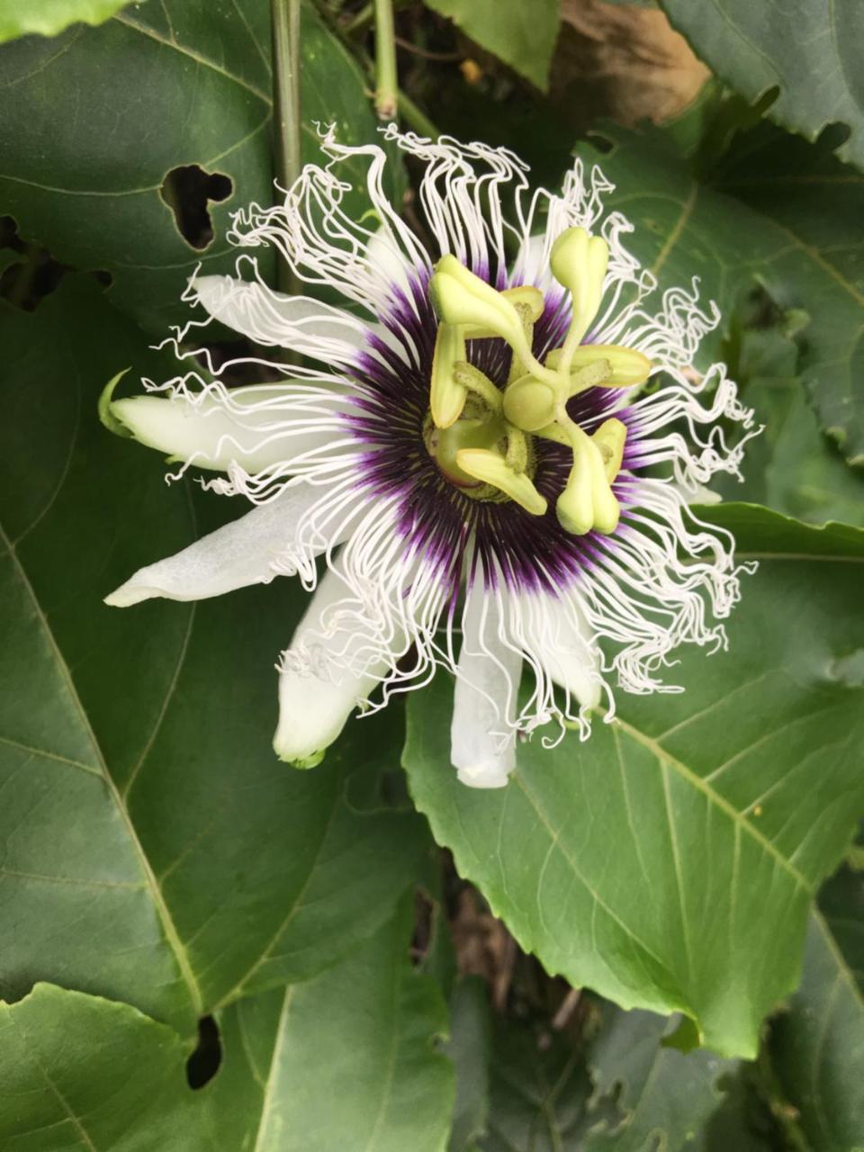 Coral Hill Cahuita