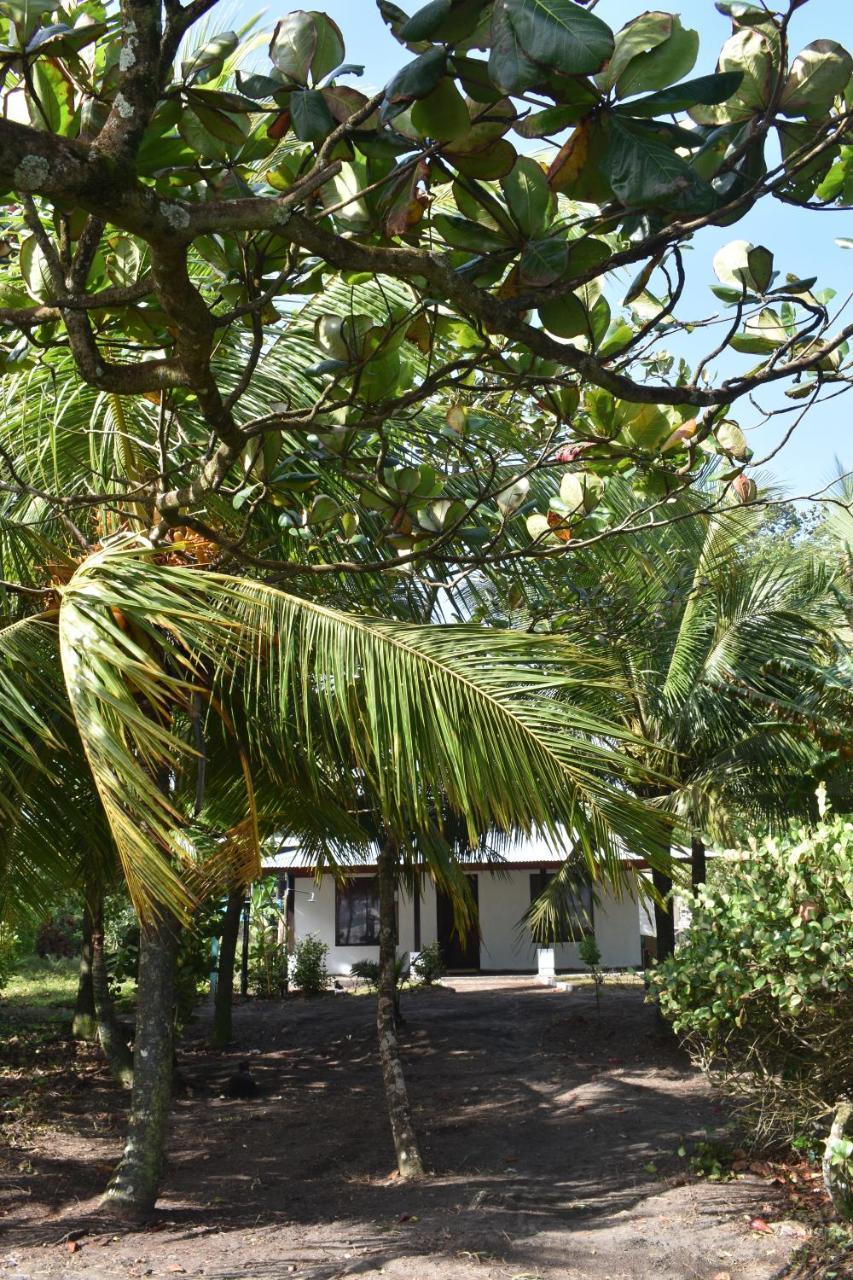 Casa Turtle Bogue *