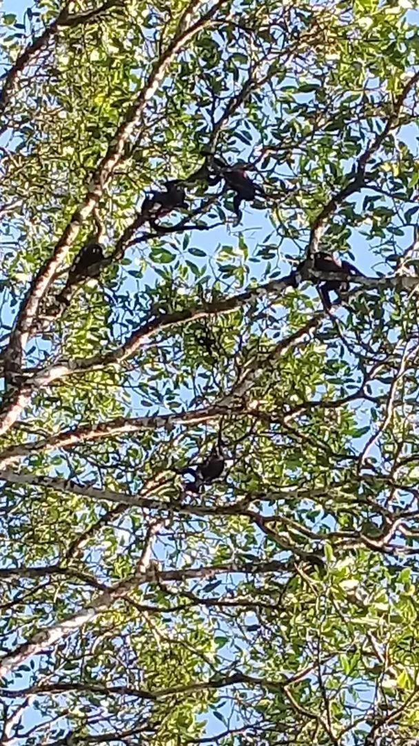 Casa Chilamates * Tortuguero