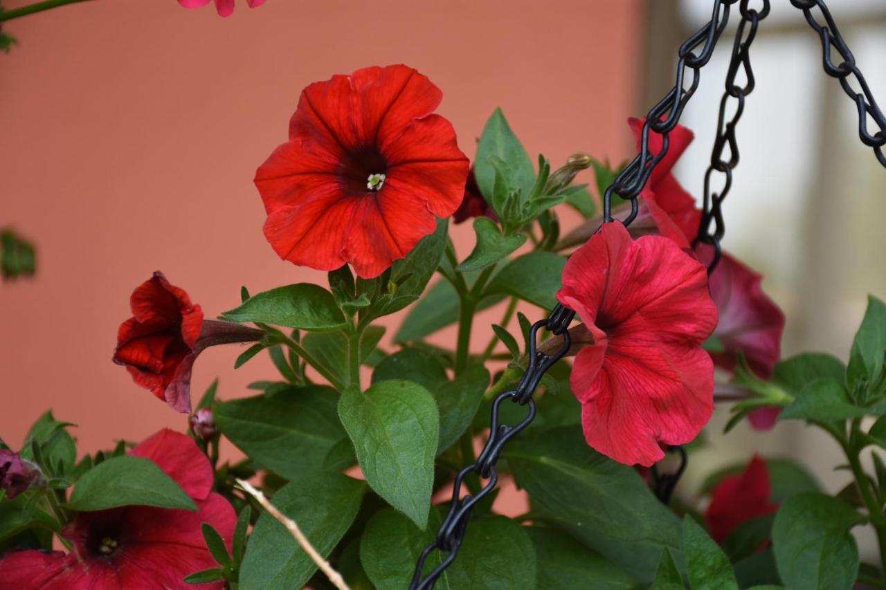 Bed & Breakfast Cabinas Eddy Monteverde