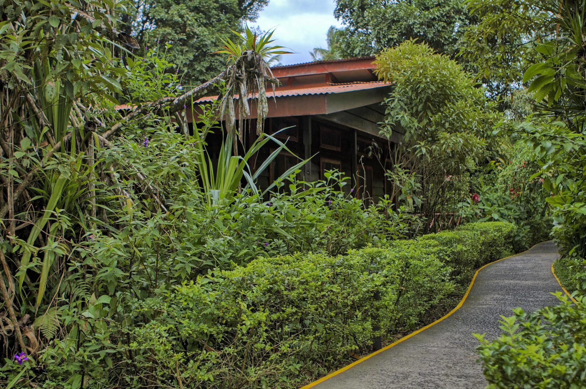 Pachira Tortuguero