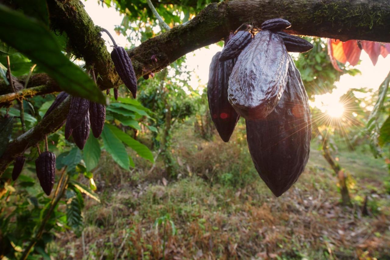 Lodge Amistad Cacao