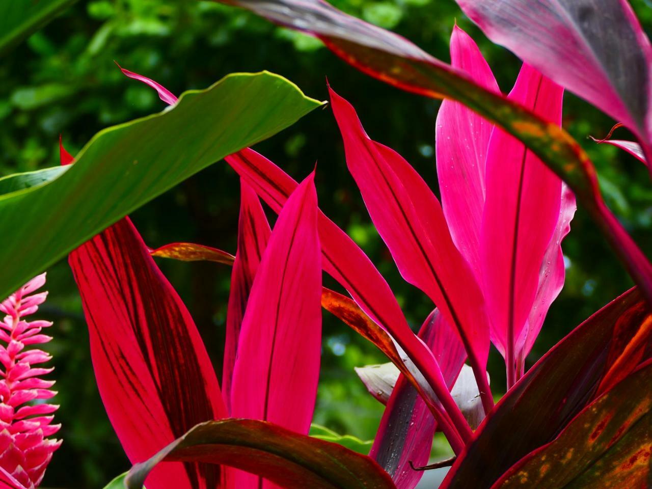 Maoritsio Garden Playa Santa Teresa (Puntarenas)