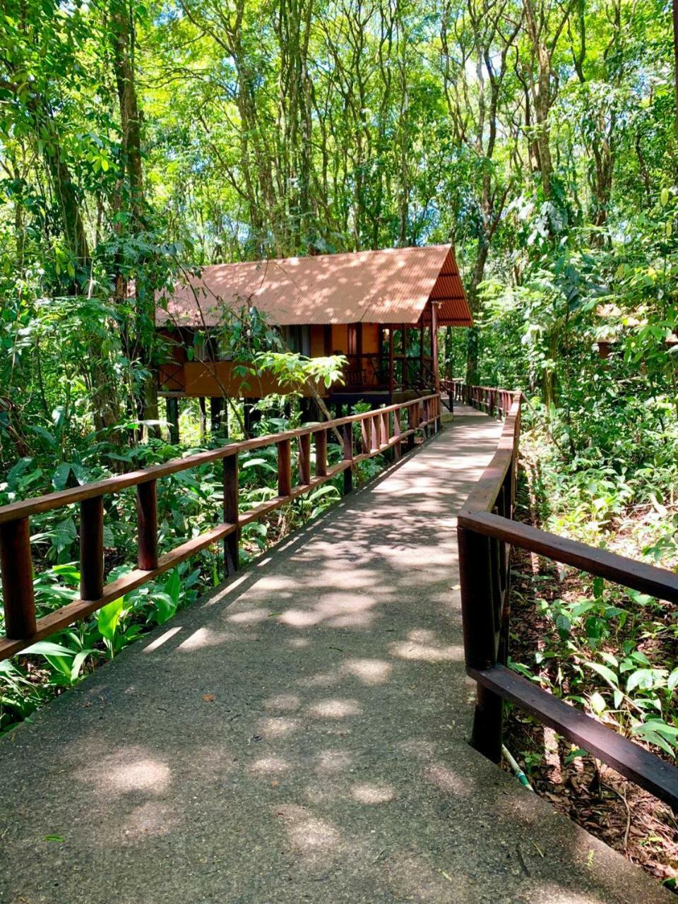 Rana Roja Tortuguero