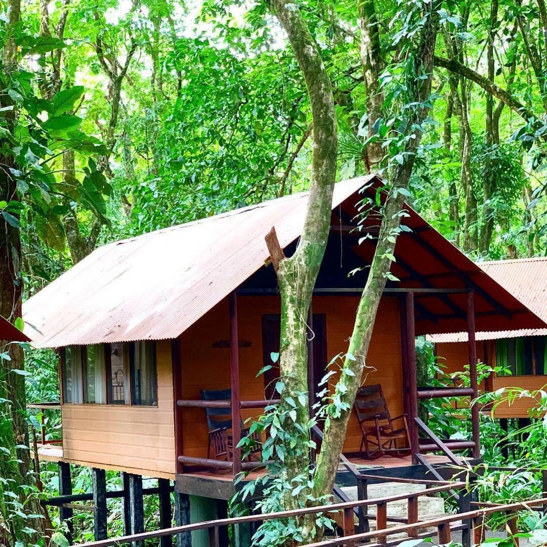 Rana Roja Tortuguero