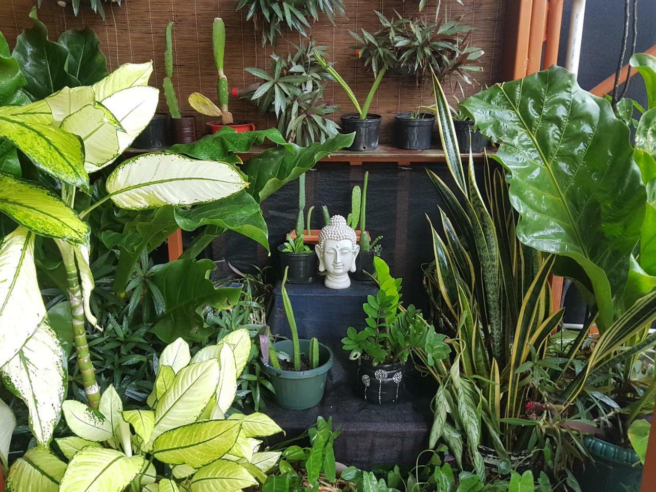 Slow Monkey *