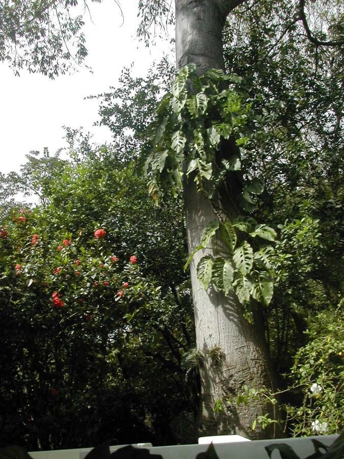 Nosarananda