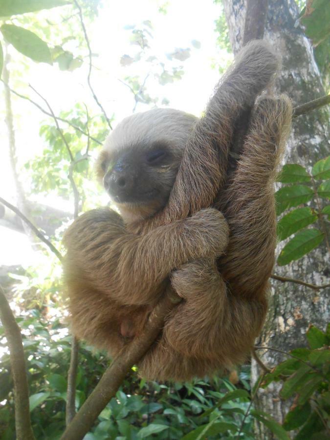 Topos Tree House Cahuita