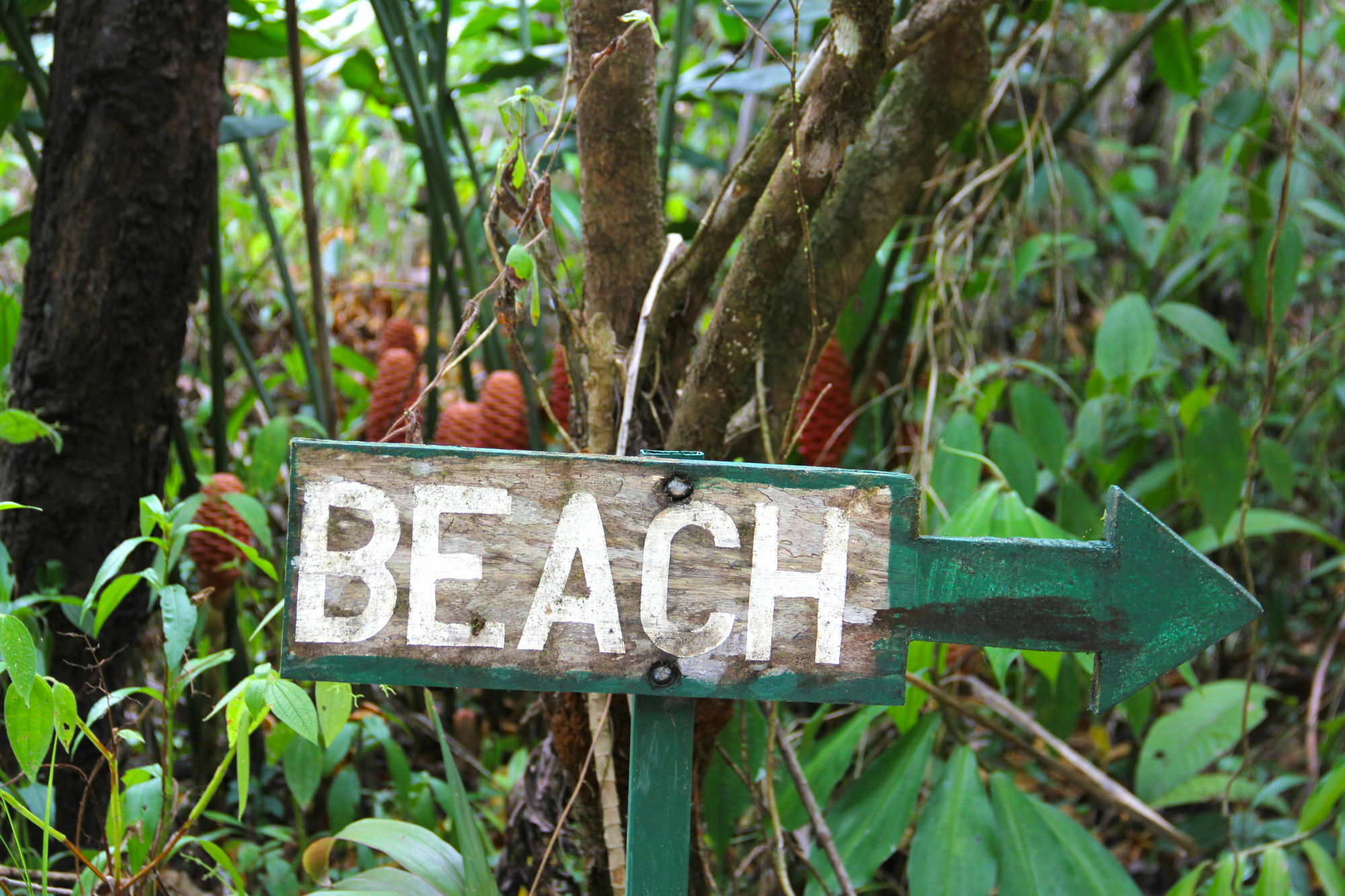 Copa De Arbol & Rainforest Drake Bay