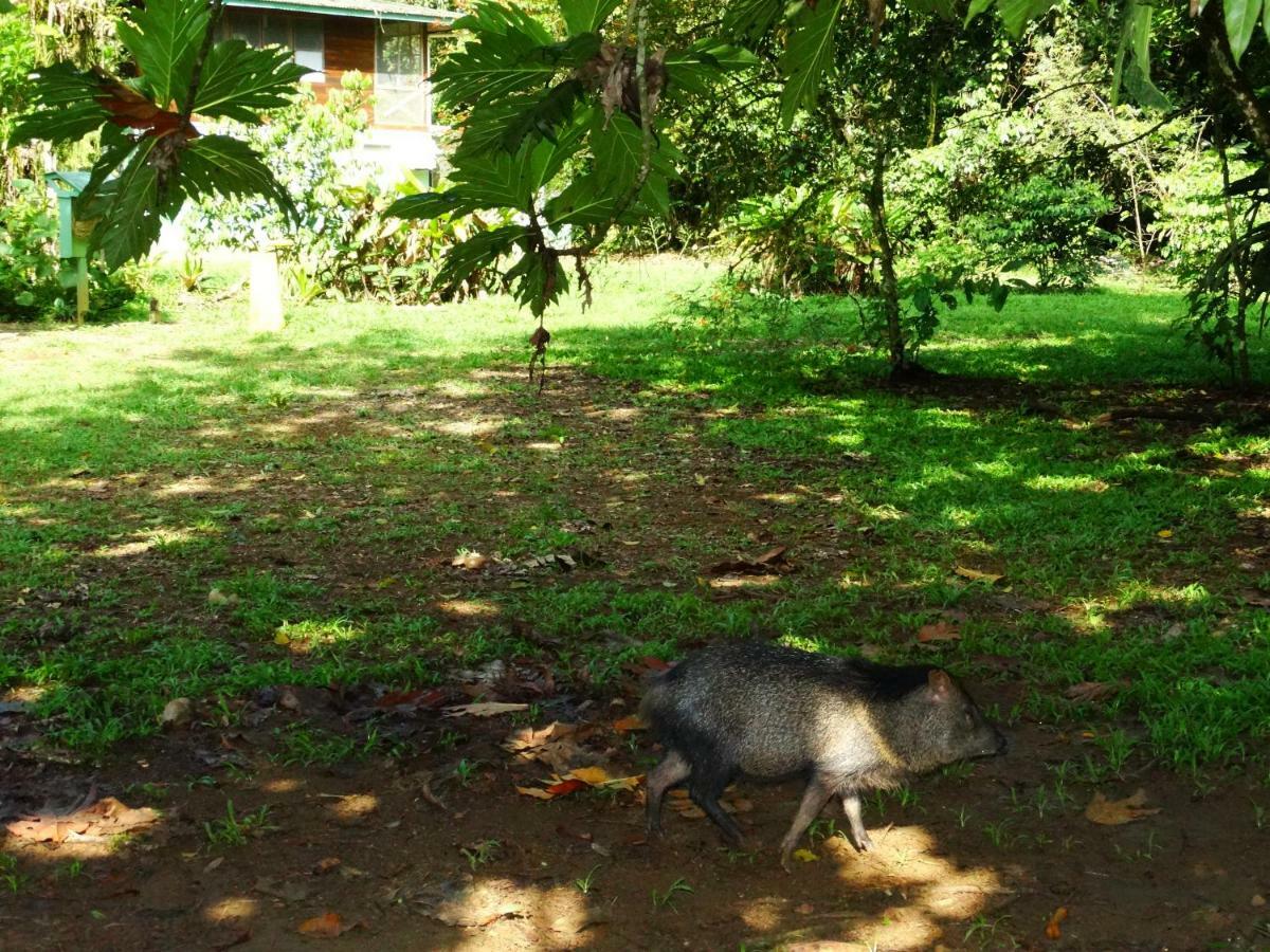 Hotel La Selva Biological Station Sarapiqui