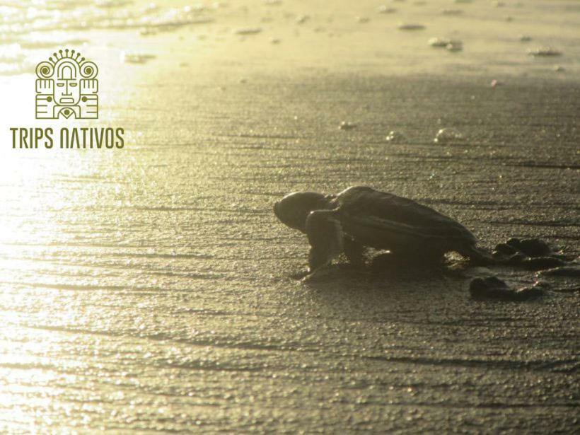 Casa Chilamates Holiday home Tortuguero