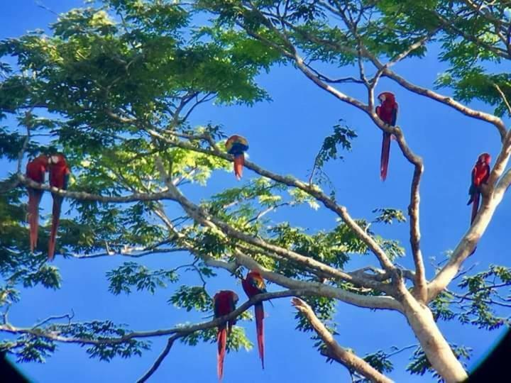 Casa Chilamates Holiday home Tortuguero
