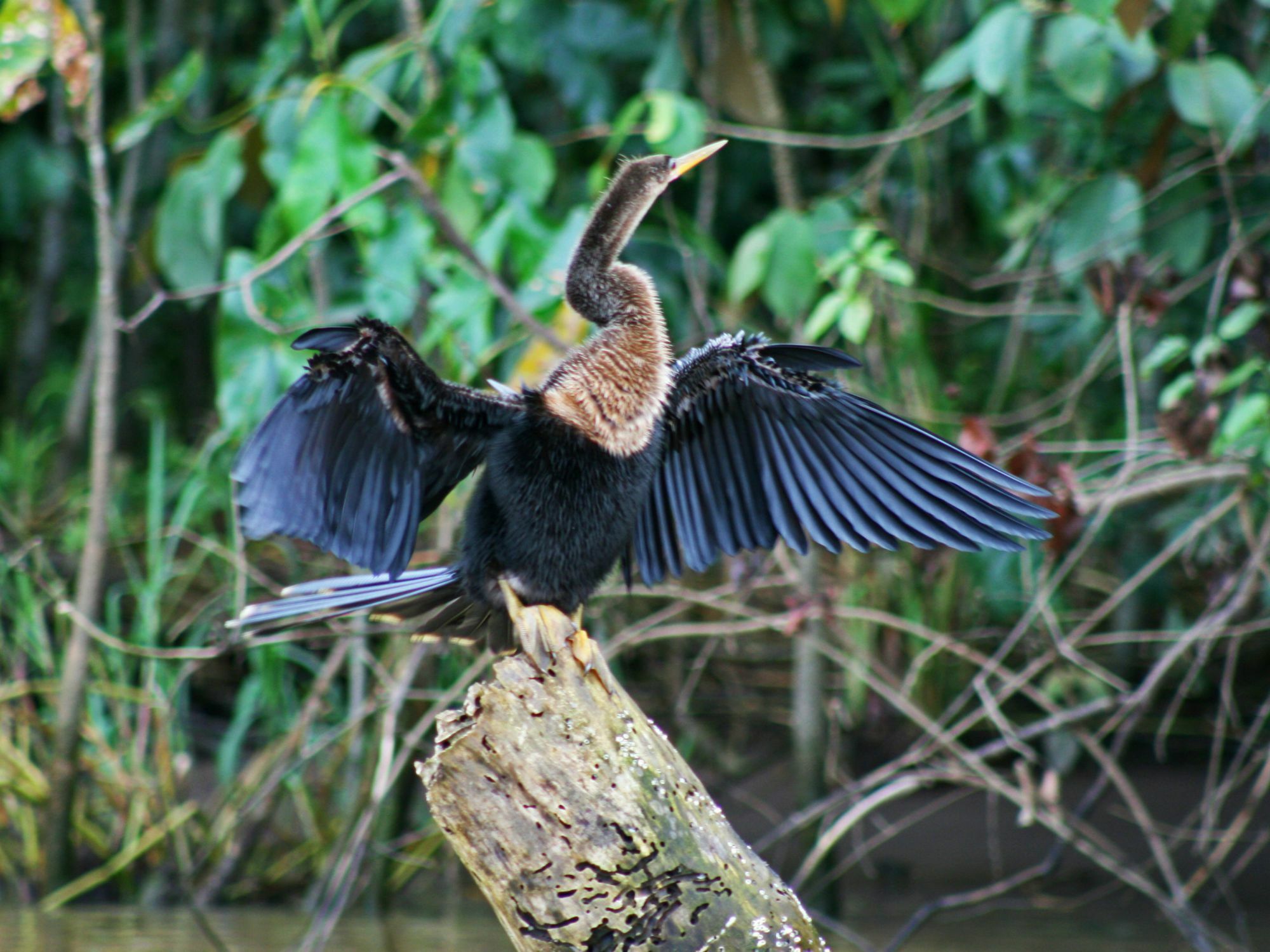 Manatus Tortuguero
