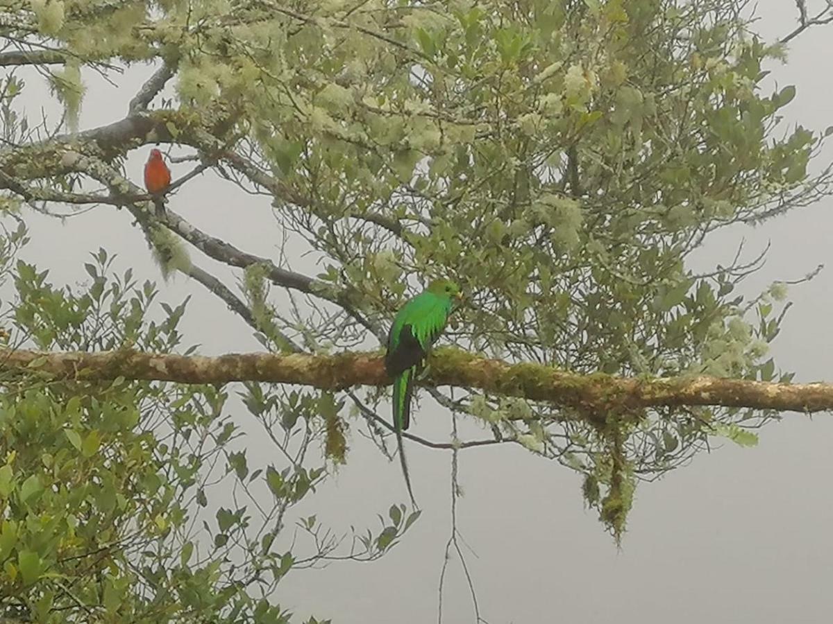 Bed & Breakfast Miriam's Quetzals