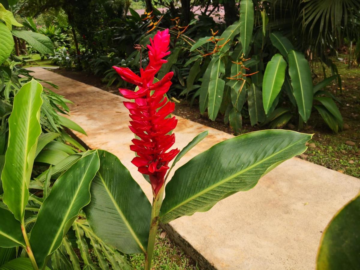 Hotel Catarata Rio Celeste 3*