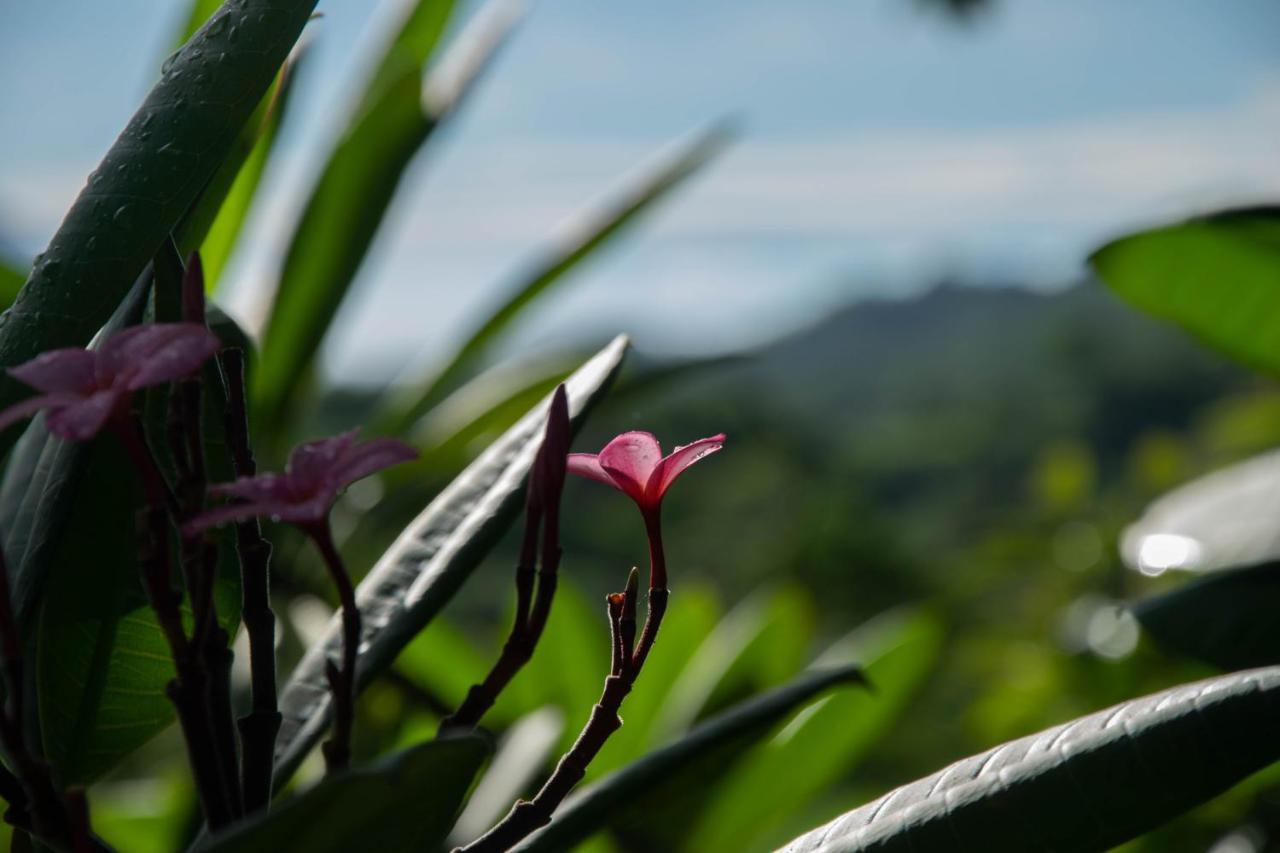 Margouillat 3* Tambor (Puntarenas)
