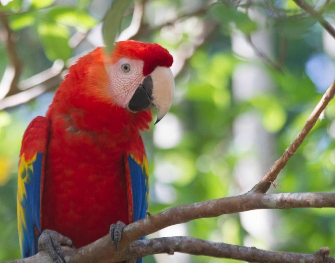 Jungle At Wild Sun Rescue Center Hotel