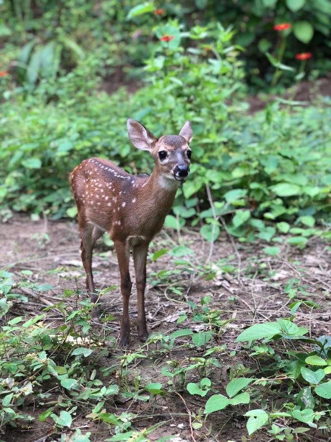 Hotel Jungle At Wild Sun Rescue Center 2*