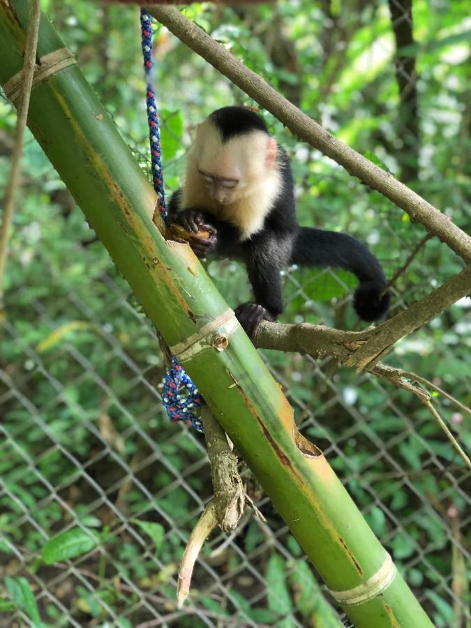 Jungle At Wild Sun Rescue Center Hotel
