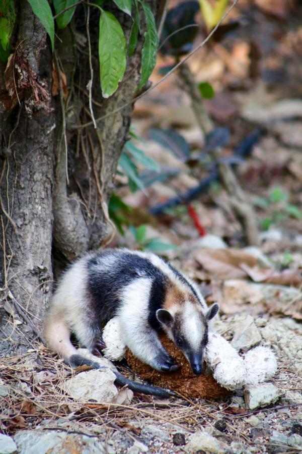 Jungle At Wild Sun Rescue Center Hotel Cabuya (Puntarenas)
