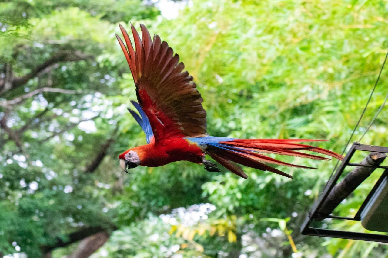 Jungle At Wild Sun Rescue Center Hotel Cabuya (Puntarenas)