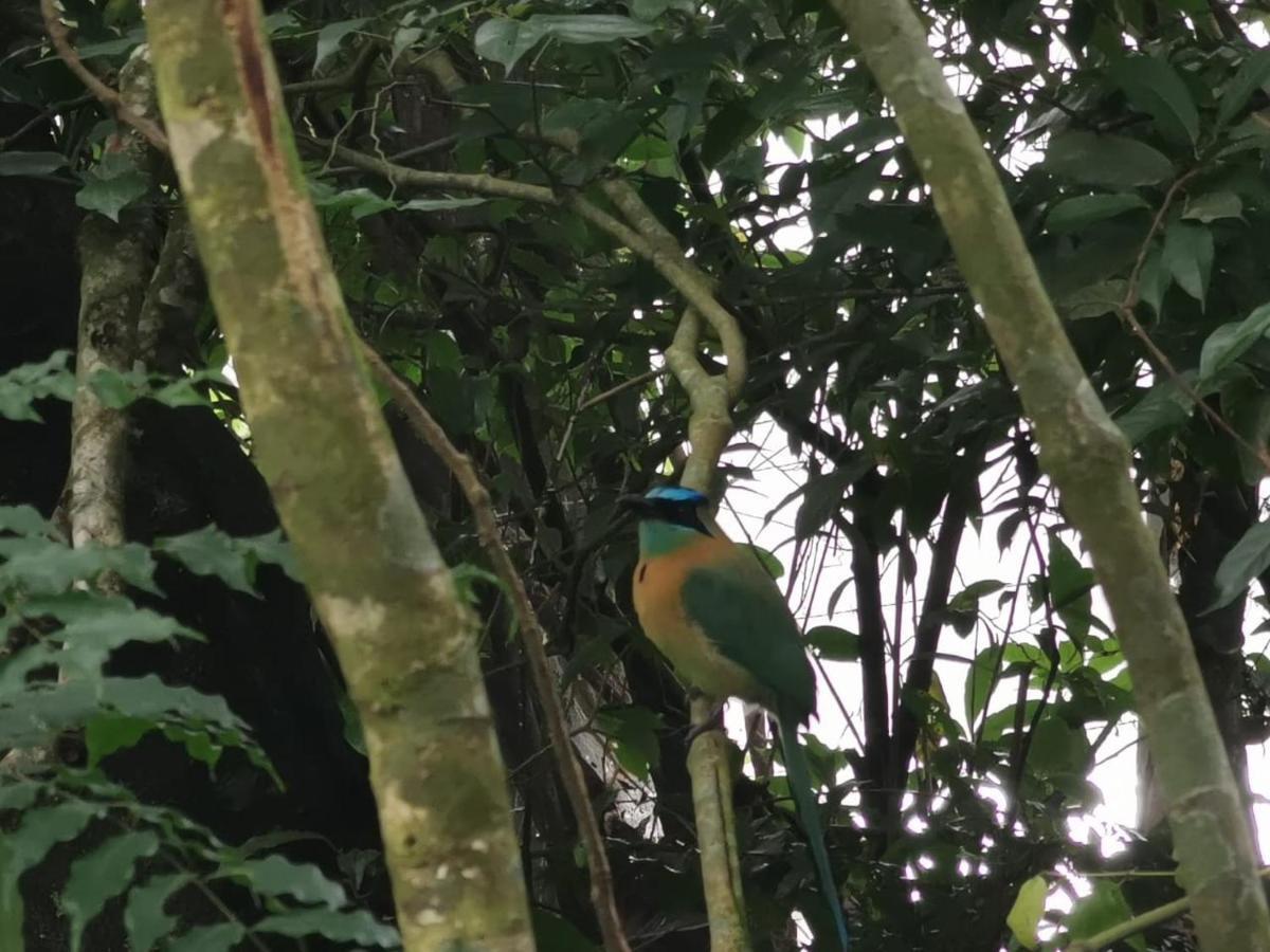 Lodge Jungle Living Tree