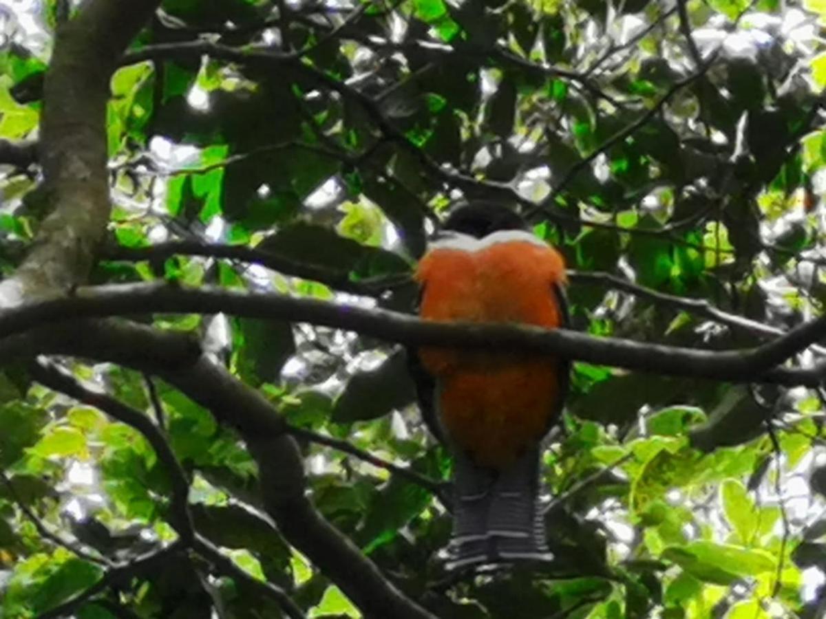Lodge Jungle Living Tree Monteverde