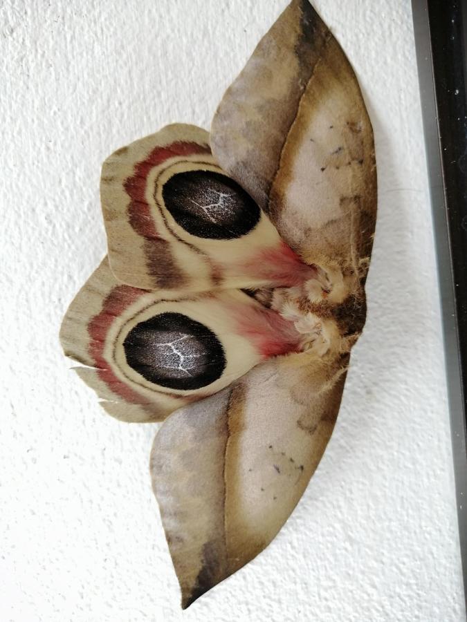 Apartment The Sloth Retreat & Fortuna La Fortuna