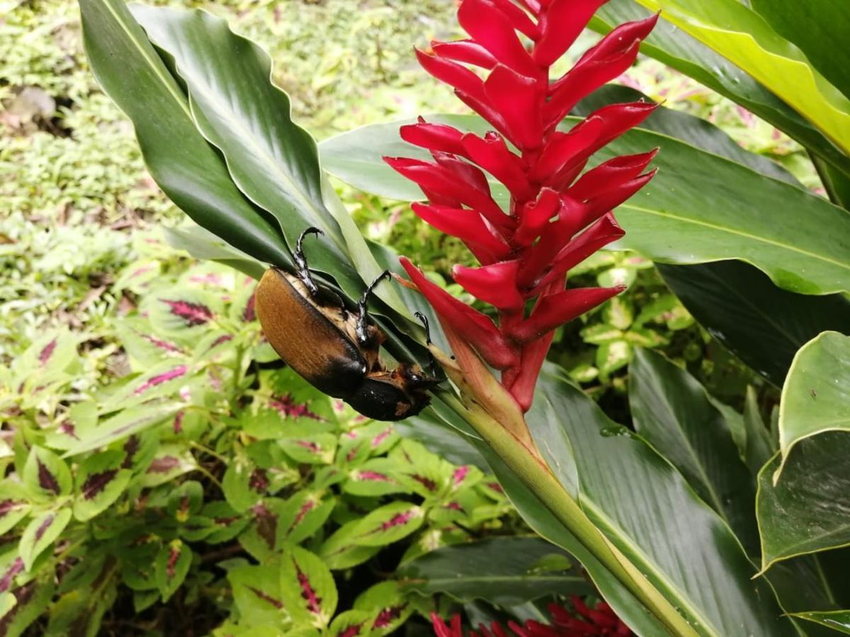 Cahuita Lodge *