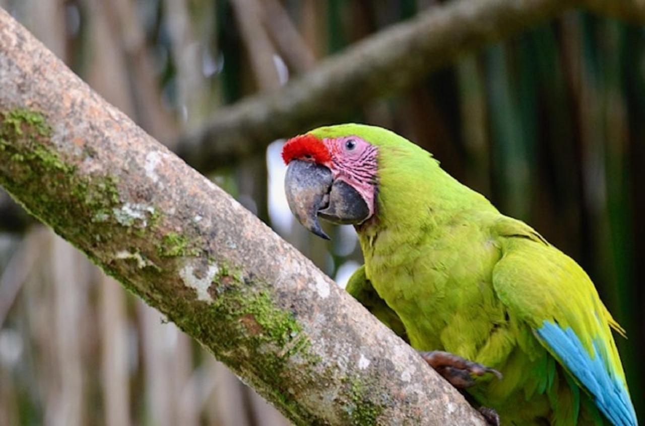 Caribbean Coconut 2*