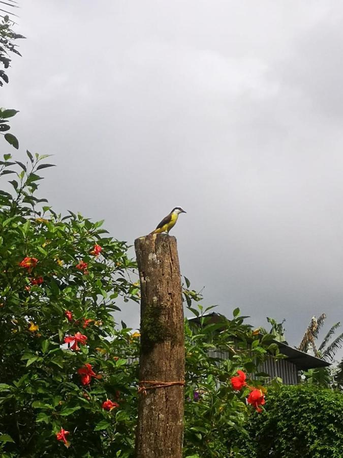 Arenal Rustic Lodge La Fortuna
